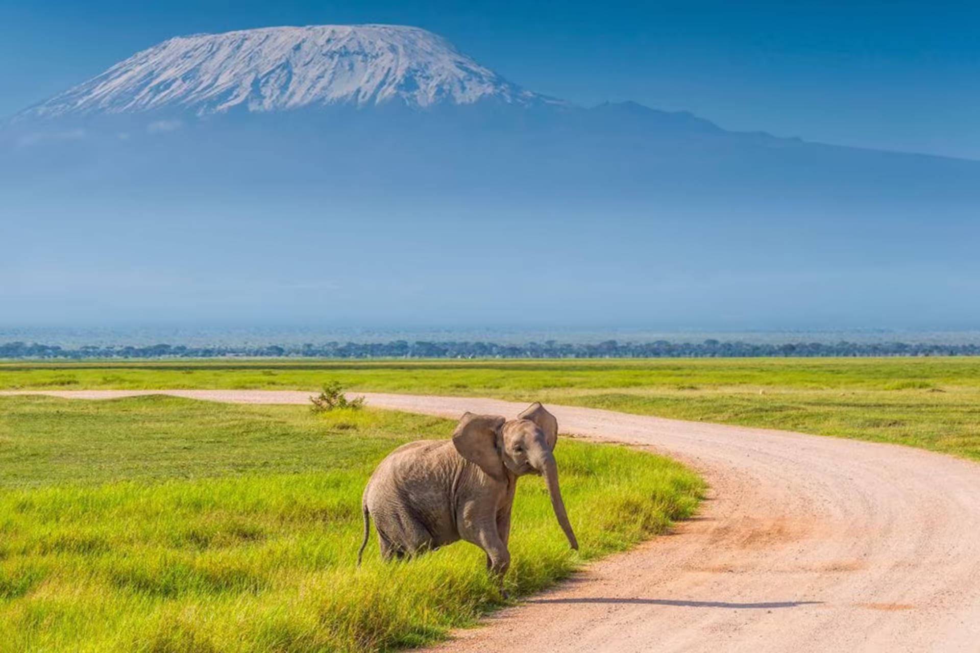 Elephants grazing in Amboseli National Park with Mount Kilimanjaro in the background