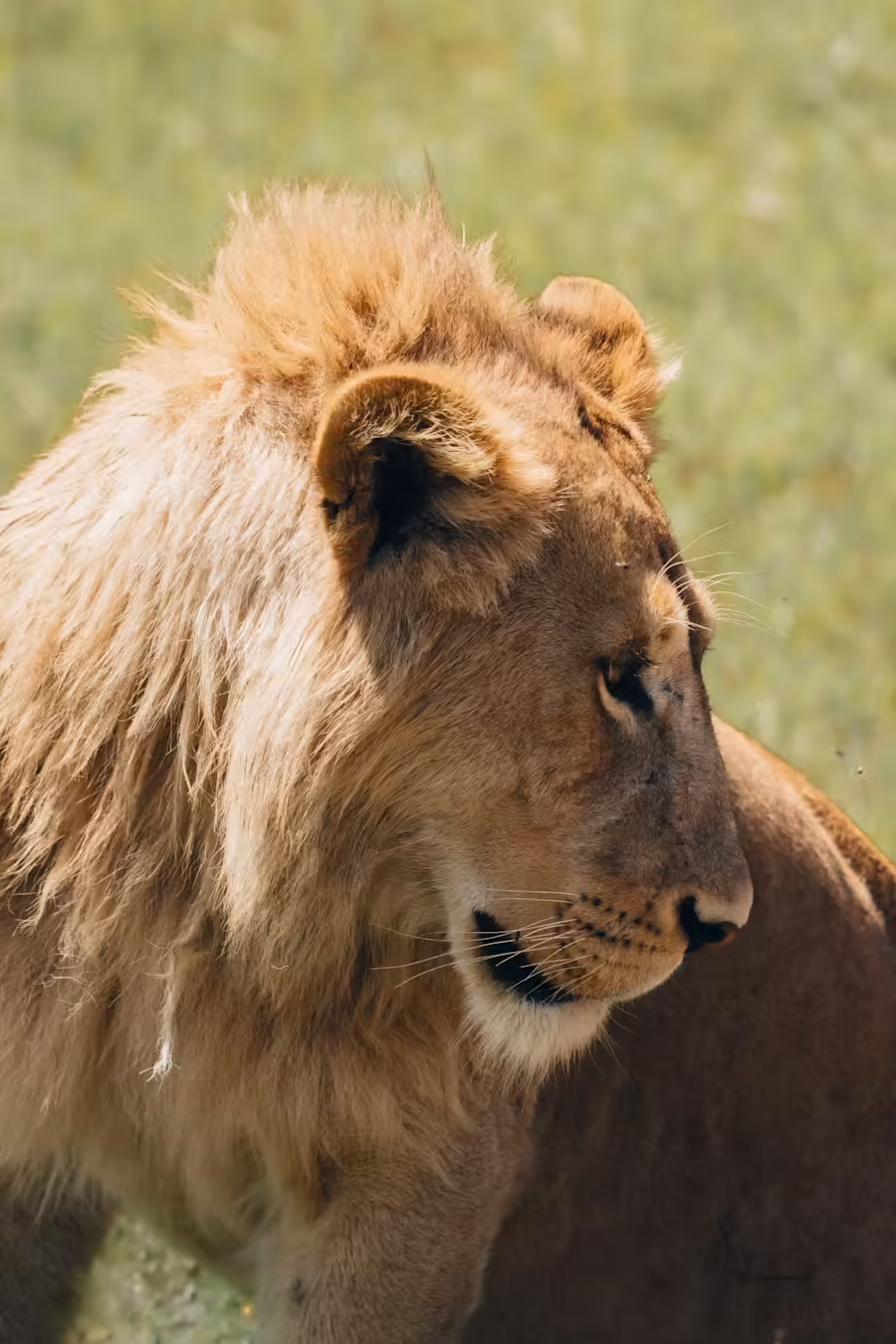 Maneless lion on the African savanna
