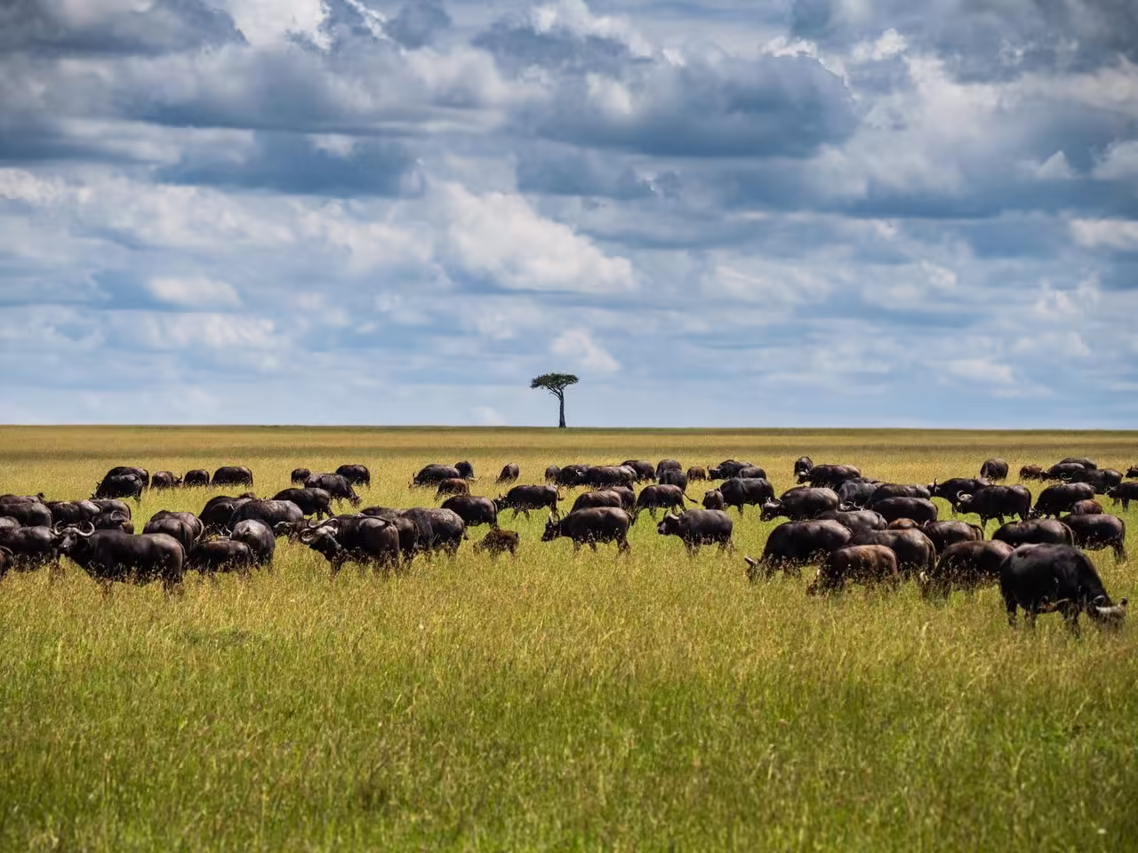 Massive wildebeest herd crossing the Mara River with crocodiles waiting