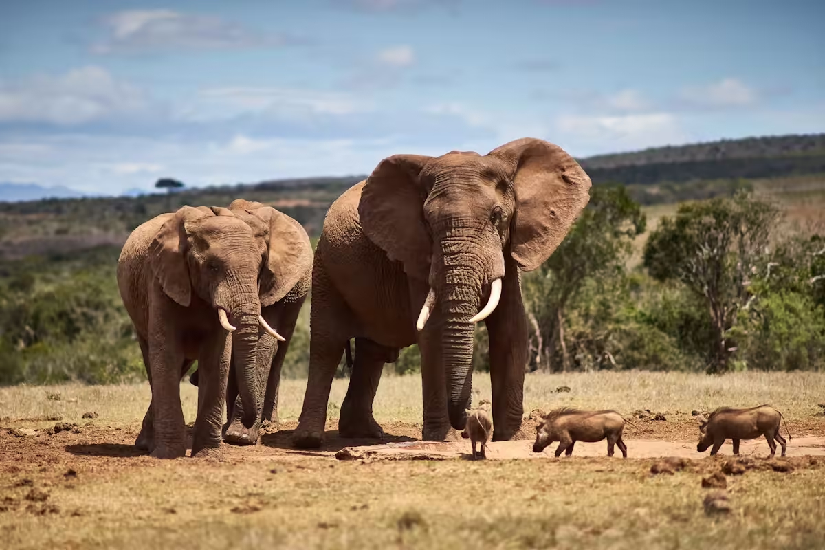 Herd of elephants walking across dry grass field